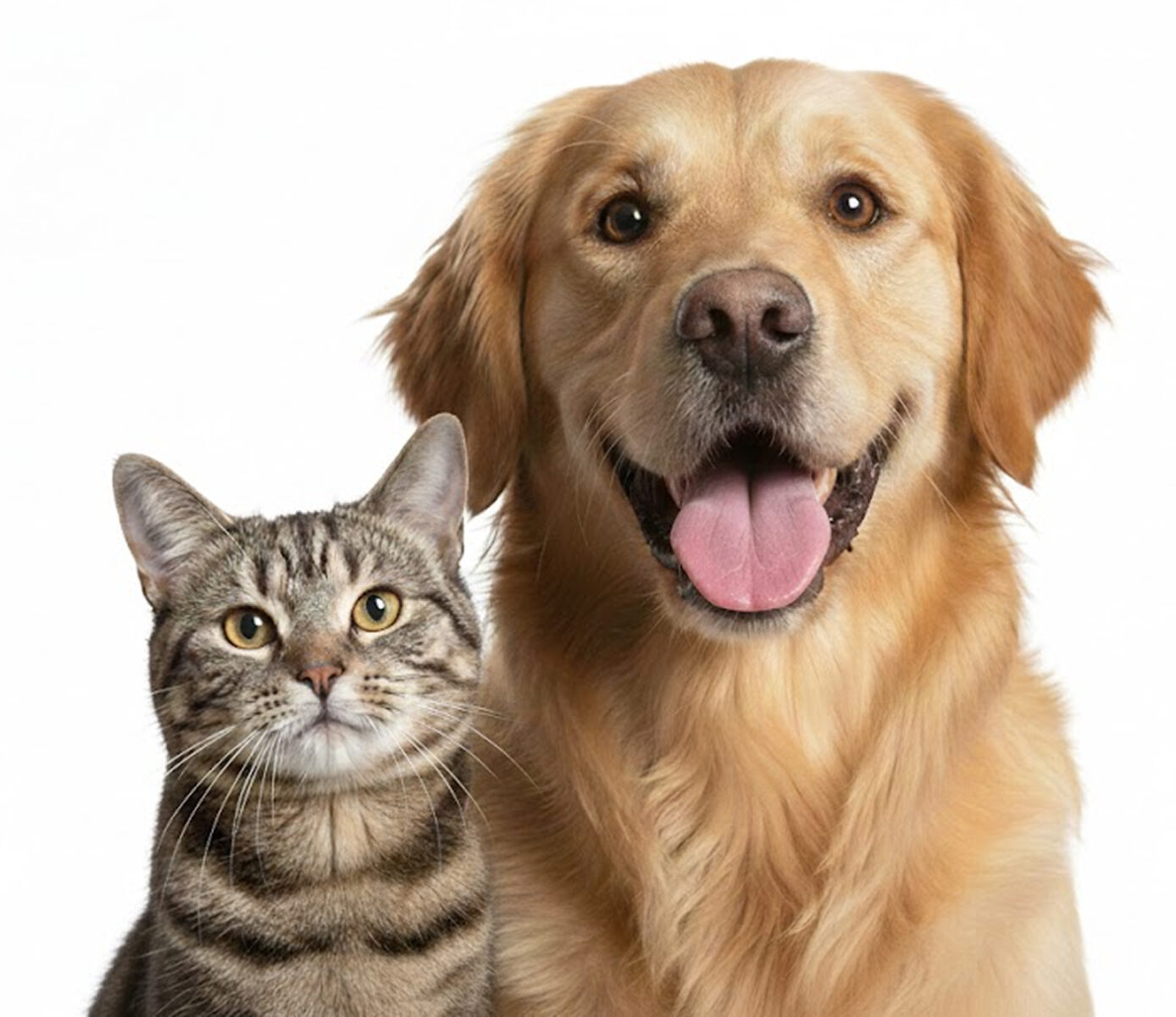 A cat and dog resting together